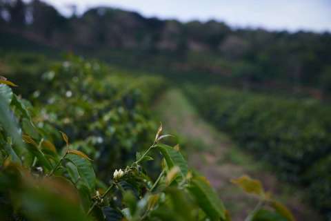 Brazil Fazenda Dona Nenem, Yellow Bourbon NY 2/3,