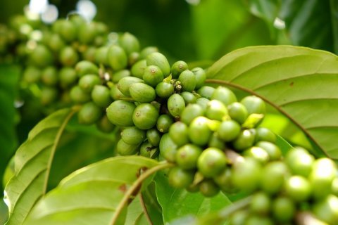 Colombia Excelso Sierra Nevada
