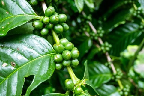 Ethiopia Djimmah Gr.5