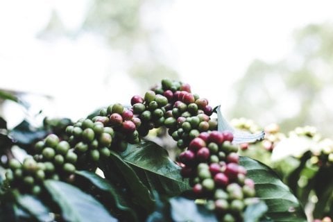 Ethiopia Yirgacheffee Gr.1 Adado Shara