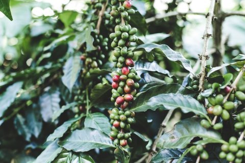 Ethiopia Limu Gr.2