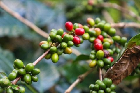 Ethiopia Yirgacheffee Gr.2 Mamo Kacha