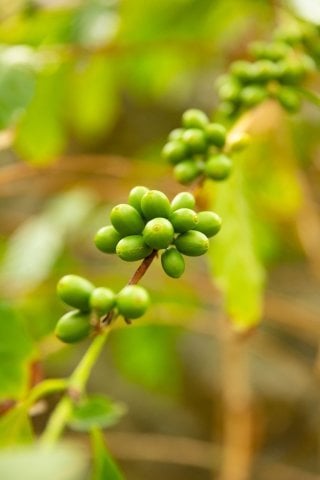 Ethiopia Yirgacheffee Gr.2 Mamo Kacha