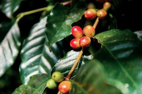 Ethiopia Magarrisa Lot 5 Gigessa
