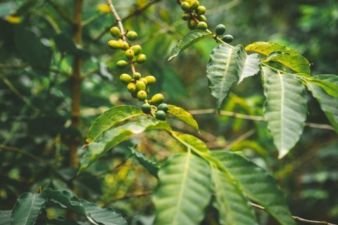 Ethiopia Magarrisa Lot 5 Gigessa