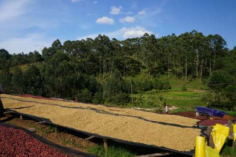 Ethiopia Magarrisa Lot 5 Gigessa
