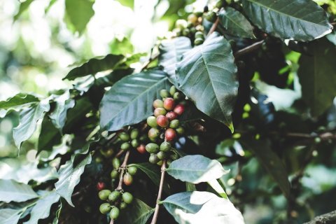 Ethiopia Dhilgee lot 1 (Dimtu)