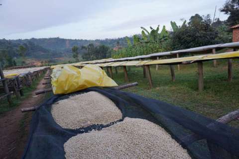 Ethiopia Dhilgee lot 1 (Dimtu)