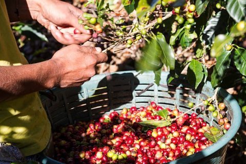 Fogo Island Cape Verde, Fogo Coffee Spirit Coop.