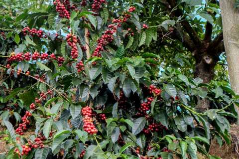 Guatemala SHB EP Huehuetenango