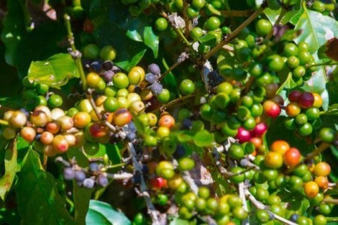 Honduras Honey Catuai Micro Lot