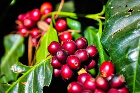 Kenya AA Top Karigu, Kirinyaga