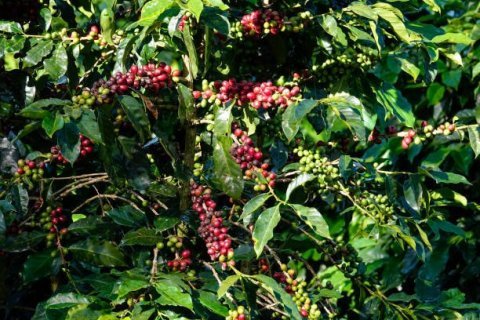 Kenya A TOP Makwa