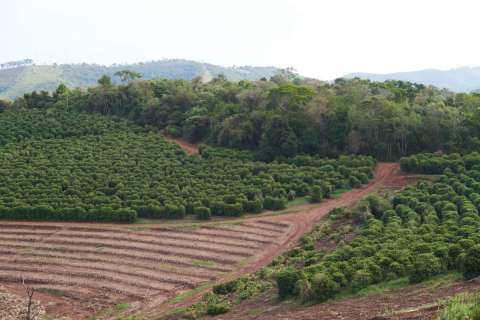 Panama SHB EP Palmyra Catuai