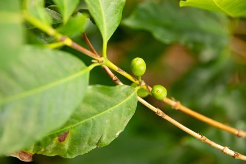 Rwanda Mahembe