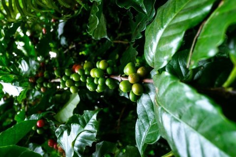 Yemen Mocha Pea Berry (İsmaili)