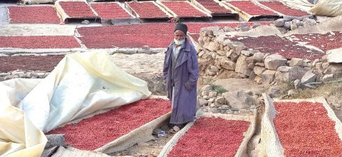 Yemen Bani, Haraz Mocca Matari