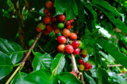 Yemen Bani, Haraz Mocca Matari