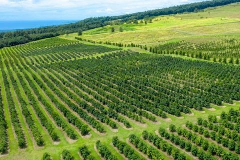 Mexico SHG Organic