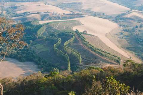 Mexico SHG Organic